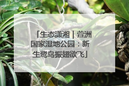 生态潇湘｜萱洲国家湿地公园：新生鹭鸟振翅欲飞