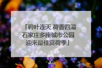 碧叶连天 荷香四溢 石家庄多座城市公园迎来最佳赏荷季