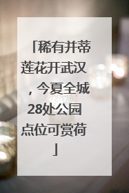 稀有并蒂莲花开武汉，今夏全城28处公园点位可赏荷