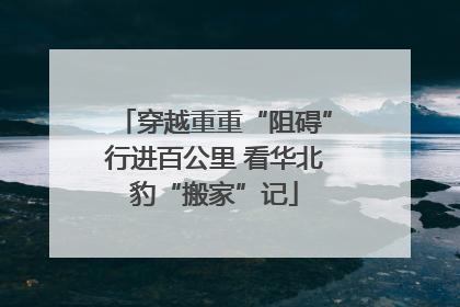 穿越重重“阻碍”行进百公里 看华北豹“搬家”记