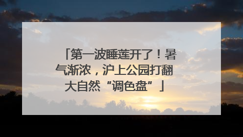 第一波睡莲开了！暑气渐浓，沪上公园打翻大自然“调色盘”