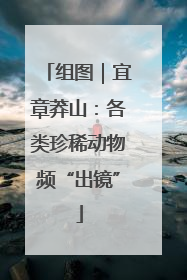 组图｜宜章莽山：各类珍稀动物频“出镜”