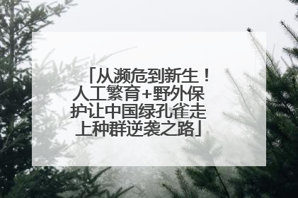 从濒危到新生！人工繁育+野外保护让中国绿孔雀走上种群逆袭之路