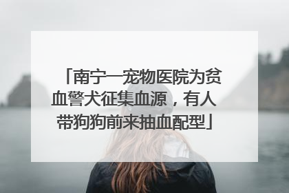 南宁一宠物医院为贫血警犬征集血源，有人带狗狗前来抽血配型