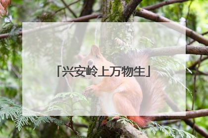 兴安岭上万物生