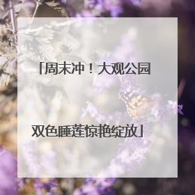 周末冲！大观公园双色睡莲惊艳绽放