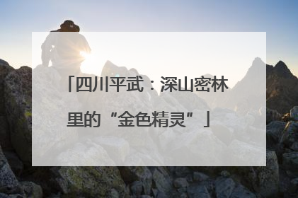 四川平武：深山密林里的“金色精灵”