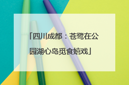 四川成都：苍鹭在公园湖心岛觅食嬉戏