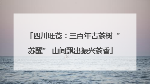 四川旺苍：三百年古茶树“苏醒” 山间飘出振兴茶香