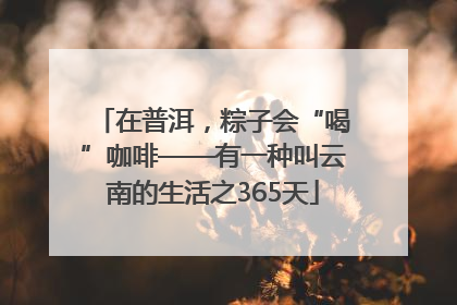 在普洱，粽子会“喝”咖啡——有一种叫云南的生活之365天