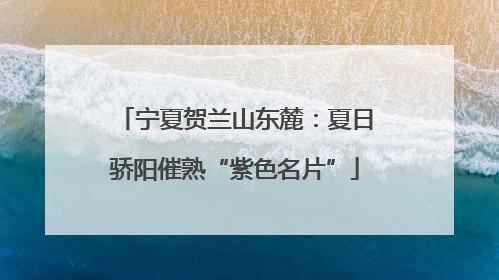 宁夏贺兰山东麓：夏日骄阳催熟“紫色名片”