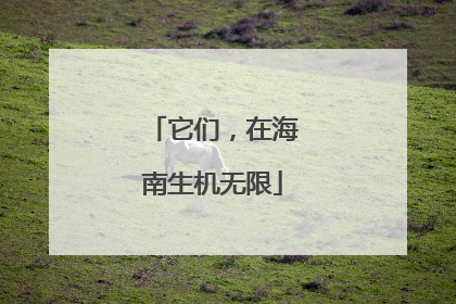 它们，在海南生机无限