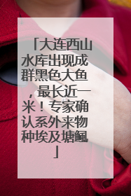 大连西山水库出现成群黑色大鱼，最长近一米！专家确认系外来物种埃及塘鲺