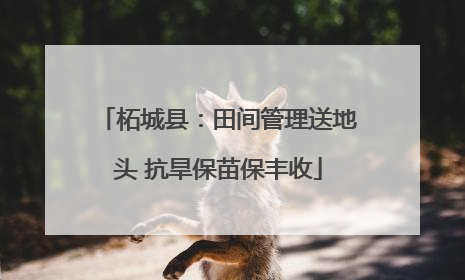 柘城县：田间管理送地头 抗旱保苗保丰收