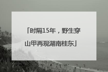 时隔15年，野生穿山甲再现湖南桂东