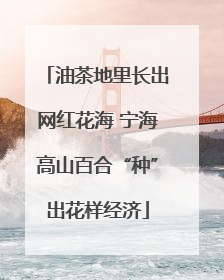 油茶地里长出网红花海 宁海高山百合“种”出花样经济