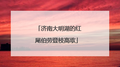 济南大明湖的红尾伯劳登枝高歌