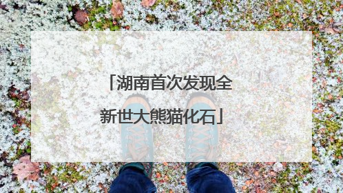 湖南首次发现全新世大熊猫化石