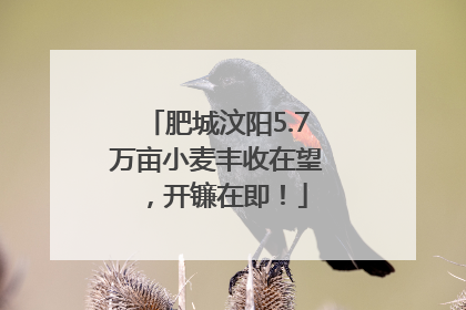 肥城汶阳5.7万亩小麦丰收在望，开镰在即！