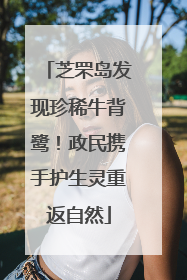 芝罘岛发现珍稀牛背鹭！政民携手护生灵重返自然