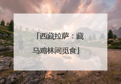 西藏拉萨：藏马鸡林间觅食
