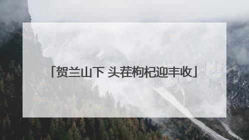 贺兰山下 头茬枸杞迎丰收