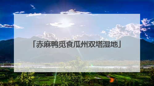赤麻鸭觅食瓜州双塔湿地