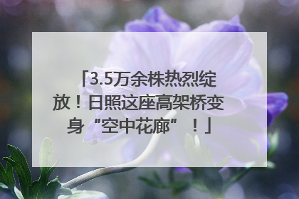 3.5万余株热烈绽放！日照这座高架桥变身“空中花廊”！